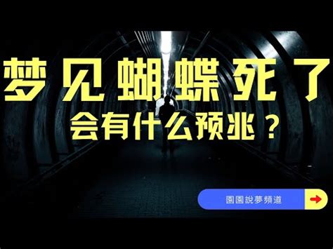 夢見很多蝴蝶